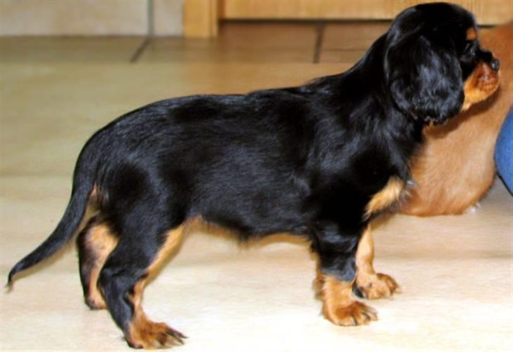 Cavalier king charles spaniel Blue Magic Nikky Lee RIP 30-6 2017 - Baby og såå dygtig ca. 6 uger ung billede 3