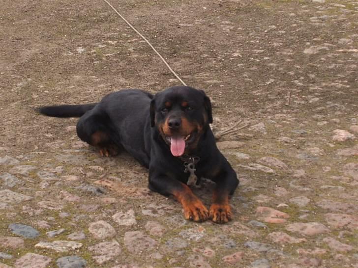 Rottweiler Zenta - Zenta´s "lillebror" Odin, som hun har gået sammen med i 3 år.  billede 4