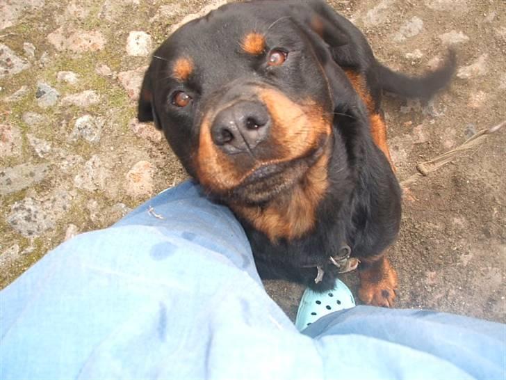 Rottweiler Zenta - "Lillebror" Odin billede 5