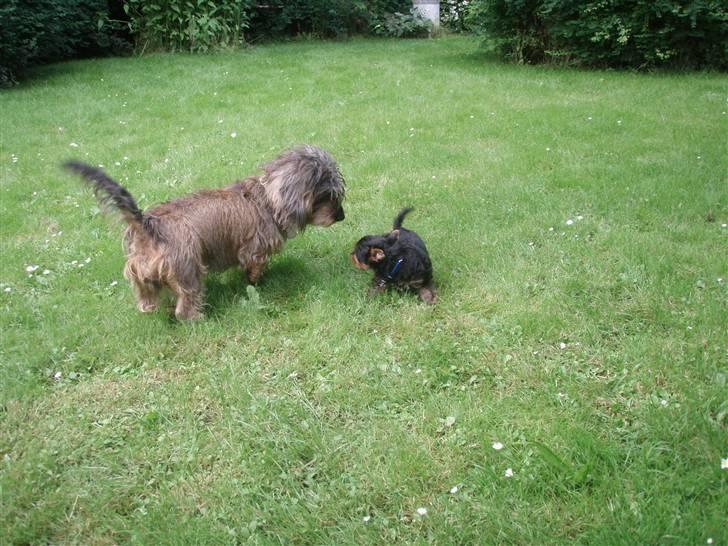 Yorkshire terrier Alfred billede 18