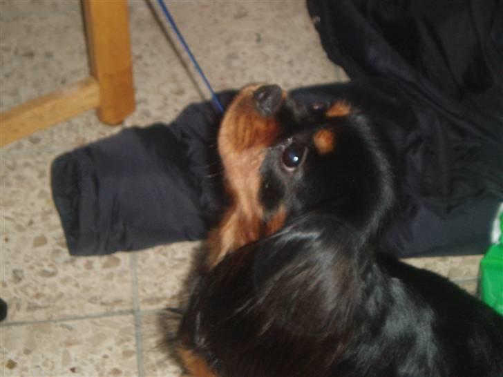 Cavalier king charles spaniel Blue Magic Nikky Lee RIP 30-6 2017 - November 2006 billede 4