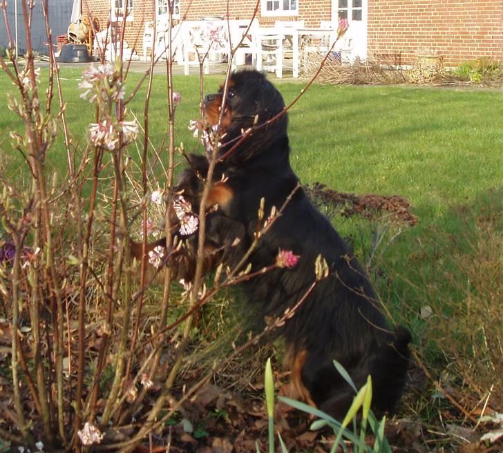 Cavalier king charles spaniel Blue Magic Nikky Lee RIP 30-6 2017 - Nysgerig tjaa ellers dufter blomsten billede 5