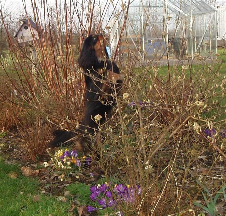 Cavalier king charles spaniel Blue Magic Nikky Lee RIP 30-6 2017 - Man må strække sig... billede 6