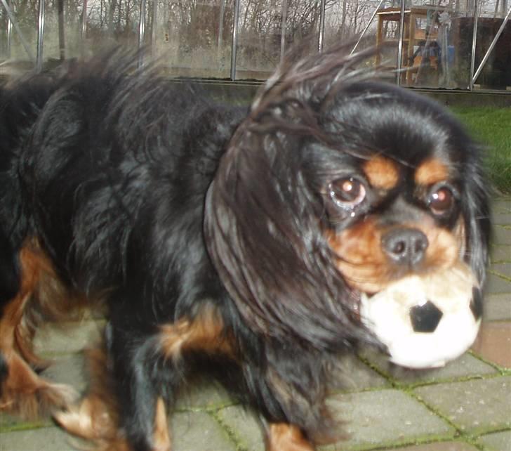 Cavalier king charles spaniel Blue Magic Nikky Lee RIP 30-6 2017 - Skal vi lege boldt mor billede 7