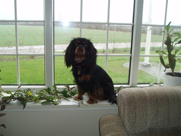 Cavalier king charles spaniel Blue Magic Nikky Lee RIP 30-6 2017 - Februar 2007 min yndlings plads billede 8