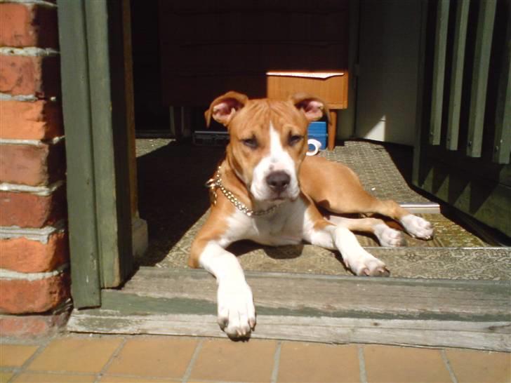 Amerikansk staffordshire terrier Nala billede 1