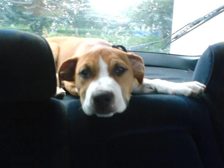 Amerikansk staffordshire terrier Nala billede 2