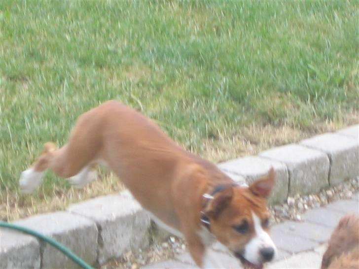 Amerikansk staffordshire terrier Nala billede 3