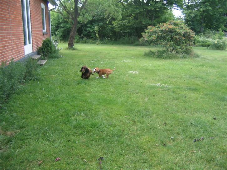 Amerikansk staffordshire terrier Nala billede 4