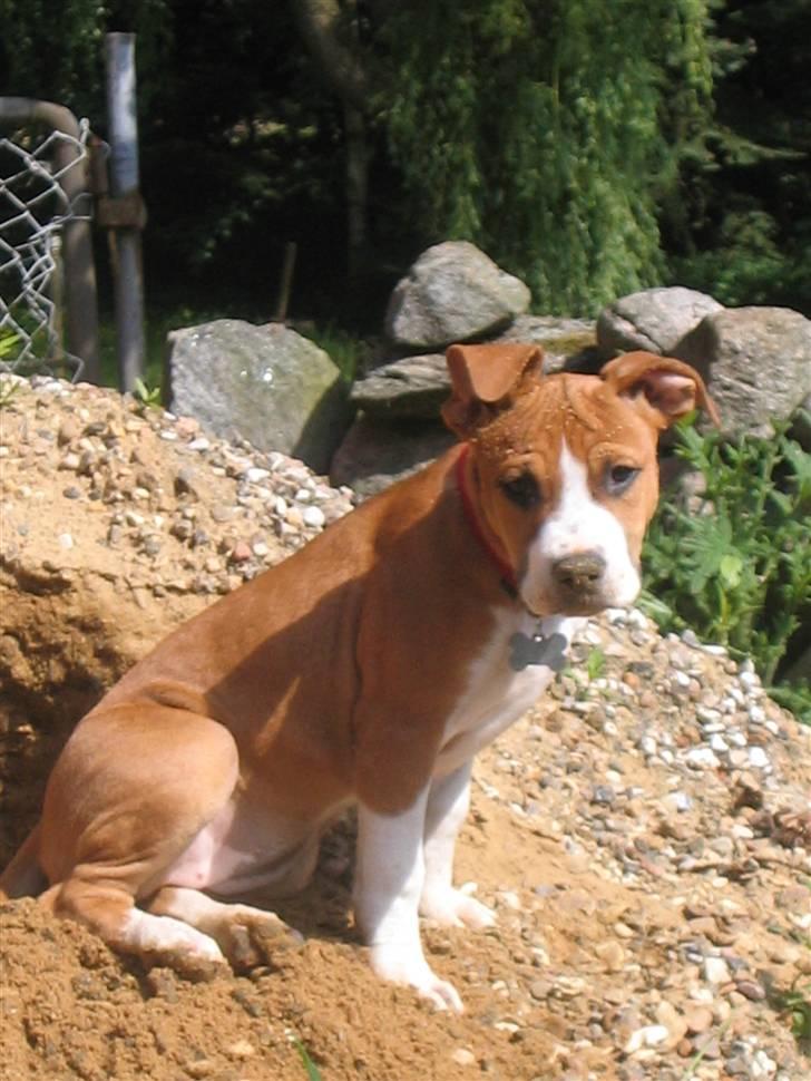 Amerikansk staffordshire terrier Nala billede 5