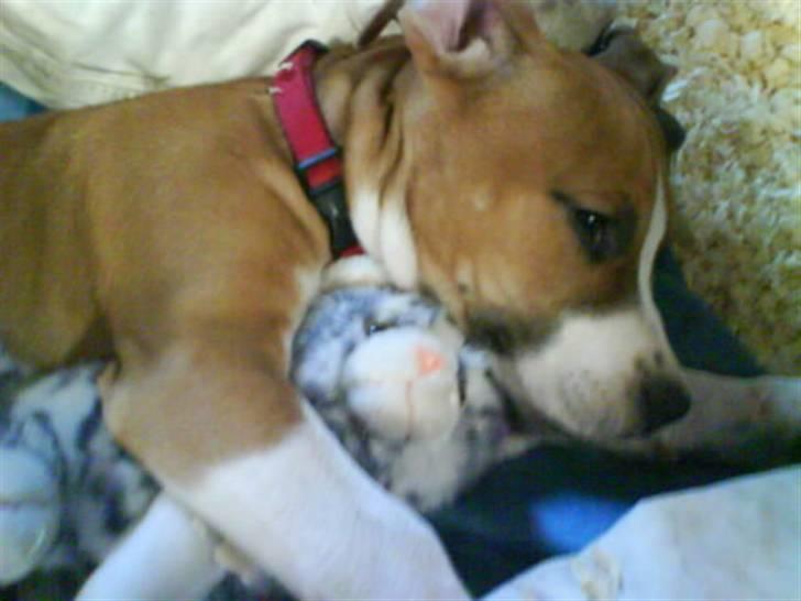 Amerikansk staffordshire terrier Nala billede 6