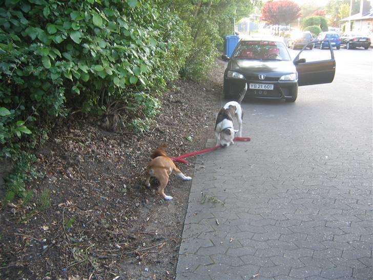 Amerikansk staffordshire terrier Nala billede 7