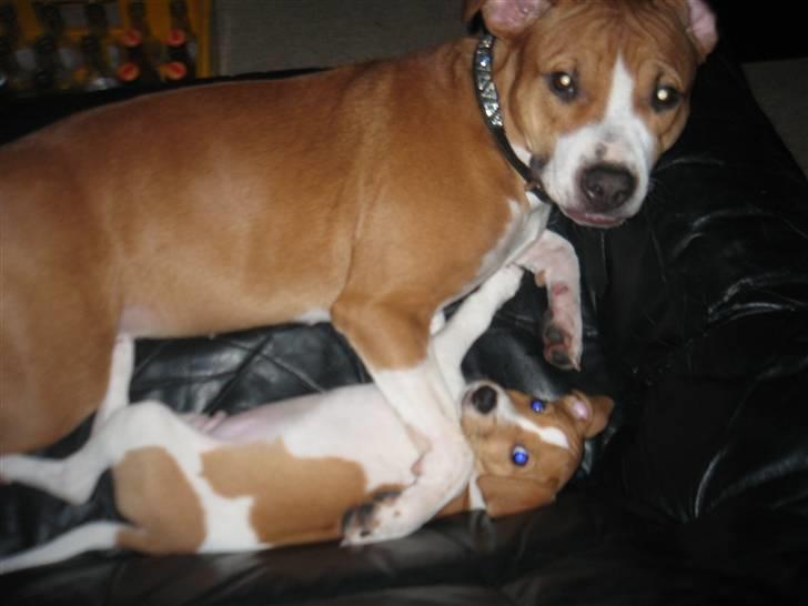 Amerikansk staffordshire terrier Nala billede 8