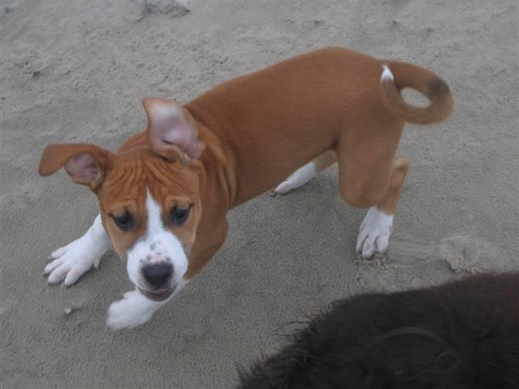 Amerikansk staffordshire terrier Nala billede 9