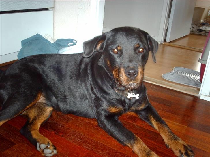 Rottweiler Zenta billede 6