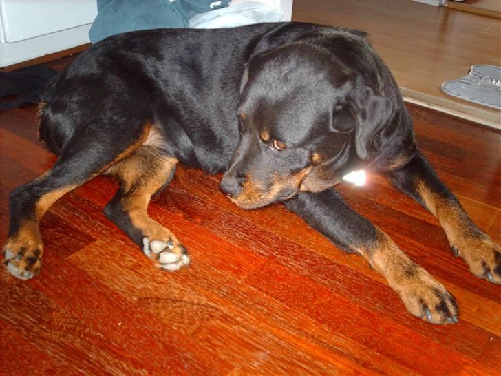 Rottweiler Zenta - Lidt genert er man vel altid når man skal være fotomodel billede 7