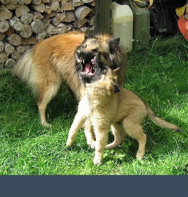 Tervueren Unique Ami Muxing - Muxing med Lille Kovo, de er meget meget farlige de to =) billede 17