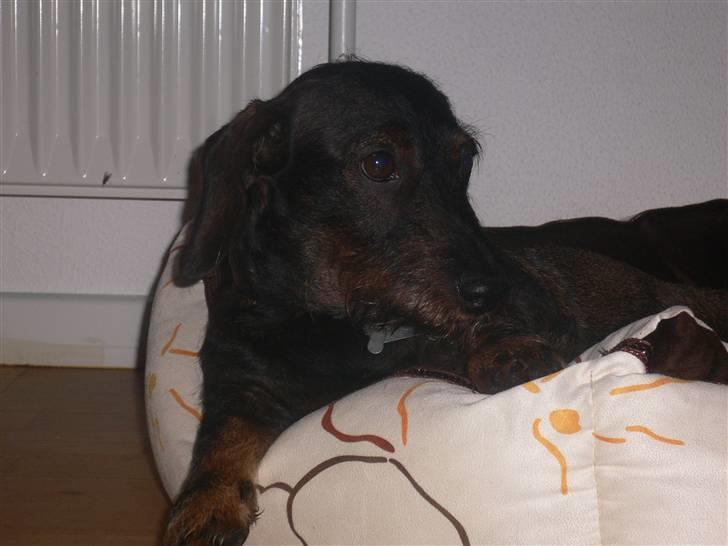 Gravhund Molly billede 1