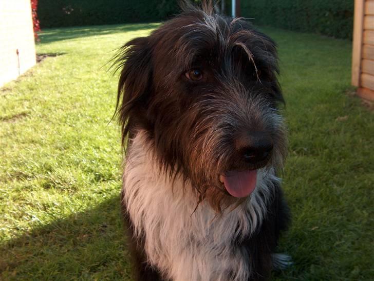 Blanding af racer Bamse - Bamse-Min stolthed ! <3 Foto: Signe (mig) billede 1