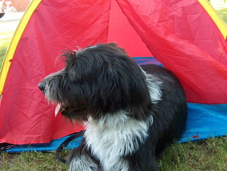 Blanding af racer Bamse - Bamse Campere :) Foto: Signe (mig) billede 2