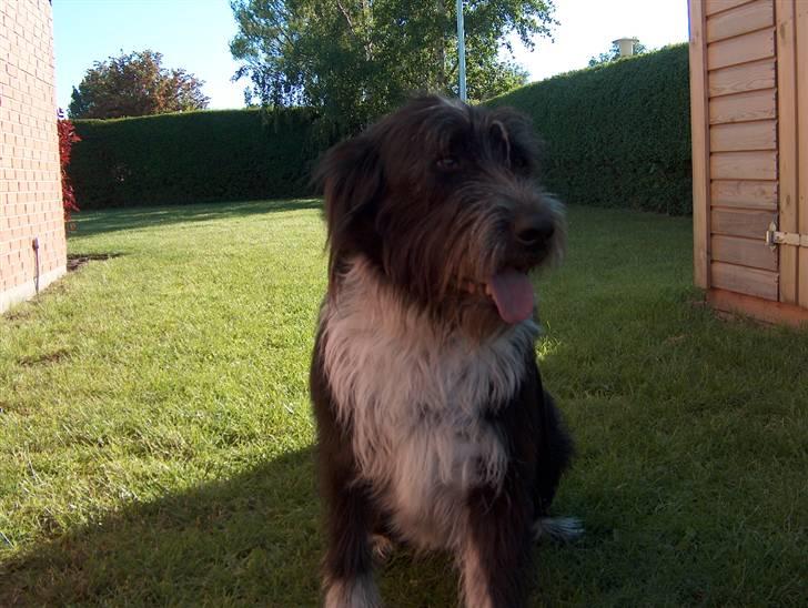 Blanding af racer Bamse - Bamse Min Skønhed <33 Foto: Signe (mig) billede 3