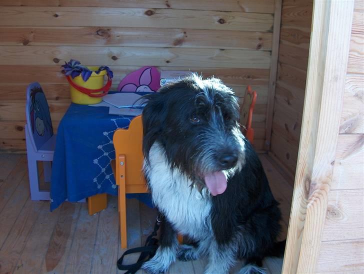 Blanding af racer Bamse - Bamse venter på gæsterne til hans Cafe selskab :) Foto: Signe (mig) billede 4