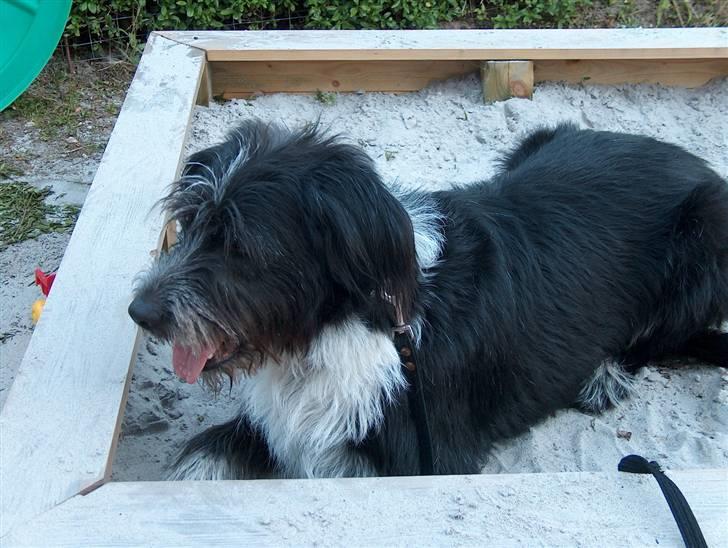 Blanding af racer Bamse - Bamse Ligger i sand kassen og venter på nogle vil lege med ham .. Hihi :) Foto: Signe (mig) billede 5