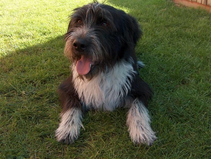 Blanding af racer Bamse - Bamse Ligger ned :) Foto: Signe (mig) billede 6