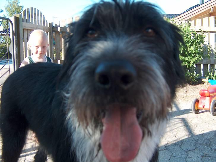 Blanding af racer Bamse - Heej med dig, hva er det du har der ? Er det mad ? Hihi.. Foto: Signe (mig) billede 7