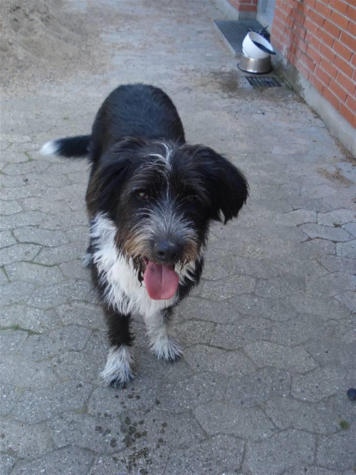 Blanding af racer Bamse - Bamse Venter på jeg kaster bolden, Som han forresten er MEGET glad for ! Foto: Signe (mig) billede 8