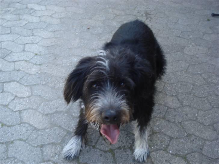 Blanding af racer Bamse - Bamse min lege trold <3 Foto: Signe (mig) billede 9