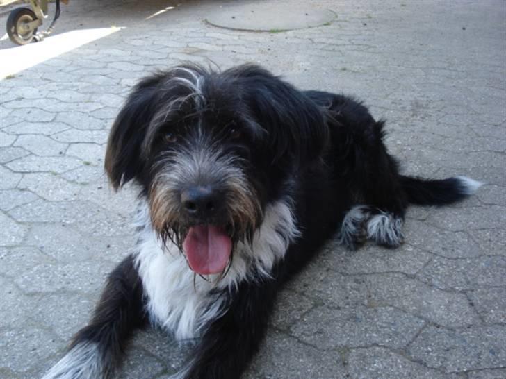 Blanding af racer Bamse - Han lægger på komando :) Foto: Signe (mig) billede 10