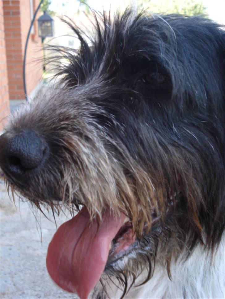 Blanding af racer Bamse - Han er da smuk ? Foto: Signe (mig) billede 11