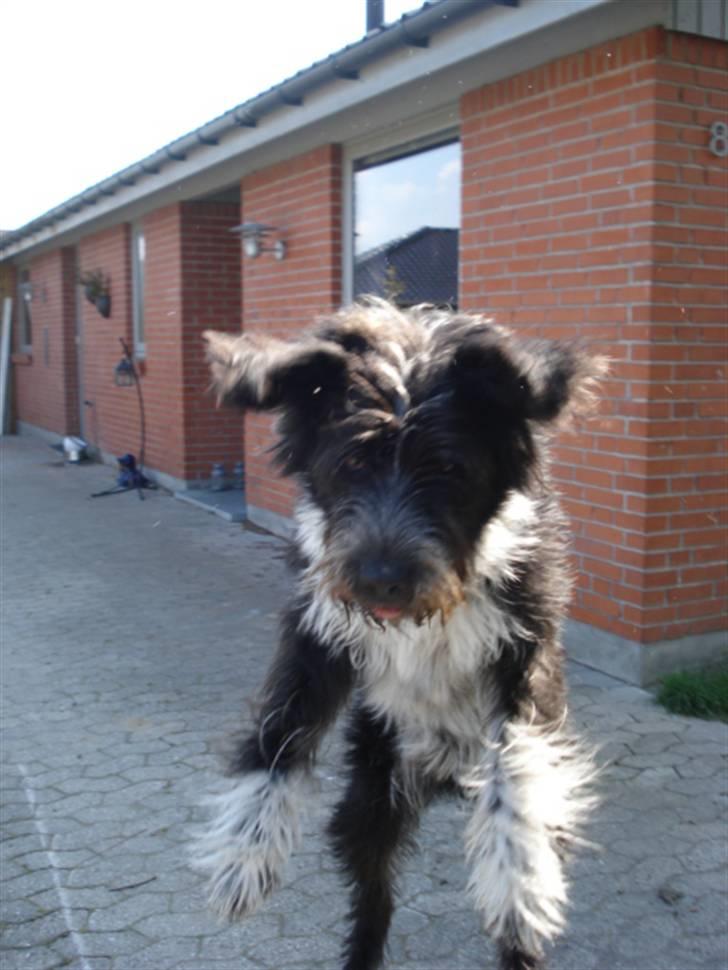 Blanding af racer Bamse - Han laver sit rejehop på komando, SYntes fame det ser sjovt ud ! Foto: Signe (mig) billede 12