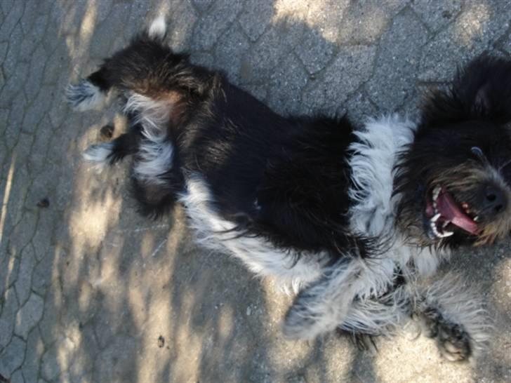 Blanding af racer Bamse - Han er igang med at Rulle Rundt på komando :) Foto: Signe (mig) billede 13