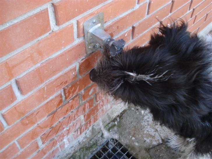 Blanding af racer Bamse - Han var tørstig så han tog sig lige en slurk vand :) Foto: Signe (mig) billede 14