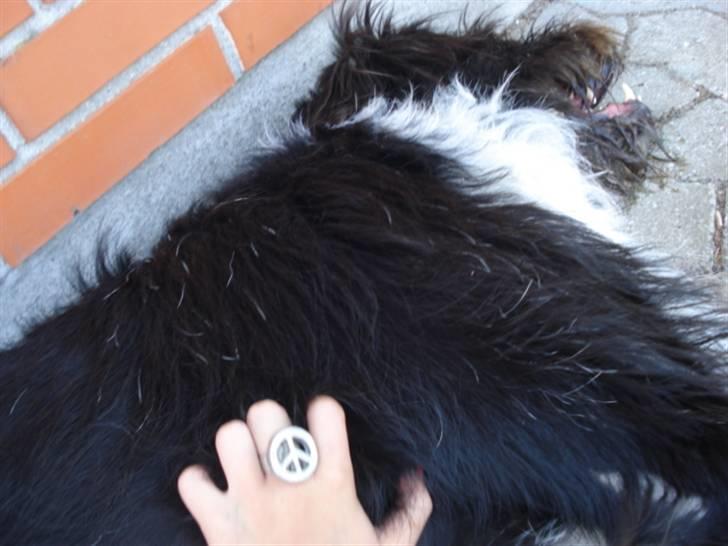 Blanding af racer Bamse - Ahh! Det er så rat at blive kløet på maven efter an lang cykeltur :) Foto: Signe (mig) billede 15