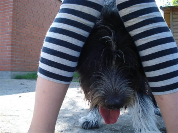 Blanding af racer Bamse - Han syntes lige han skulle igenem mine ben :) Foto: Signe (mig) billede 17