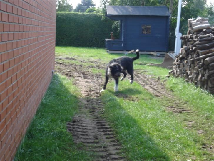 Blanding af racer Bamse - Hulla hopsa sa :) Foto: Signe (mig) billede 18