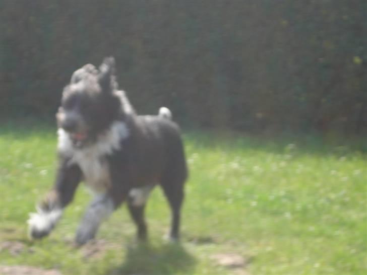 Blanding af racer Bamse - Bamse i fuldeste fart :) (undskyld kvaliteten men zommede en del en) Foto: Signe (mig) billede 19