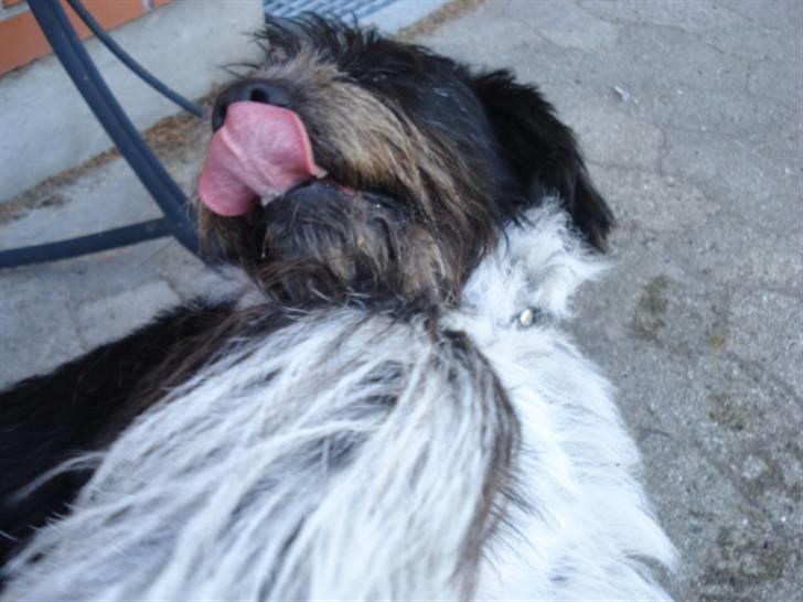 Blanding af racer Bamse - Mon han fanger noget ? Hehe :P Foto: Signe (mig) billede 20