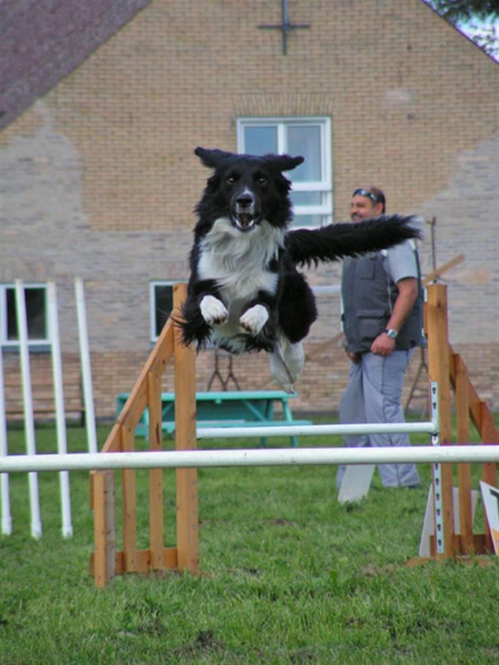 Border collie Joy billede 6