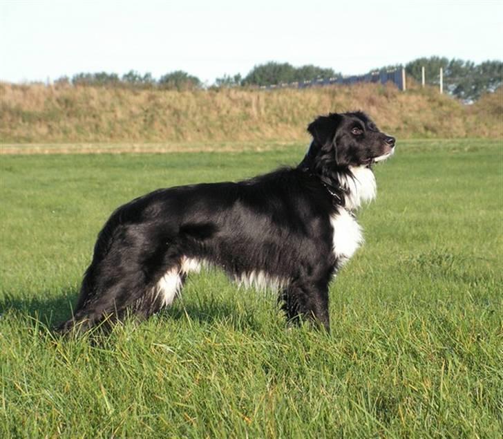 Border collie Joy billede 7