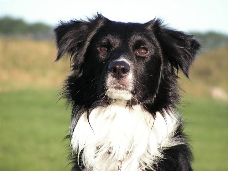 Border collie Joy billede 8