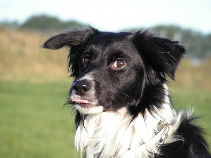 Border collie Joy - Et super sjovt billede af Joy billede 9