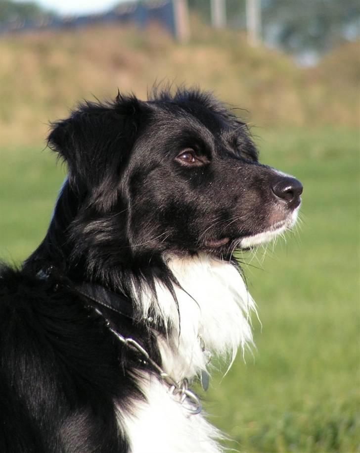 Border collie Joy billede 10
