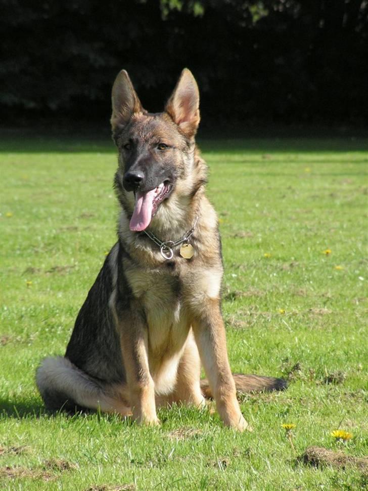 Schæferhund Team Rapi Bacardi(Lotte) - 10/9-07 billede 20