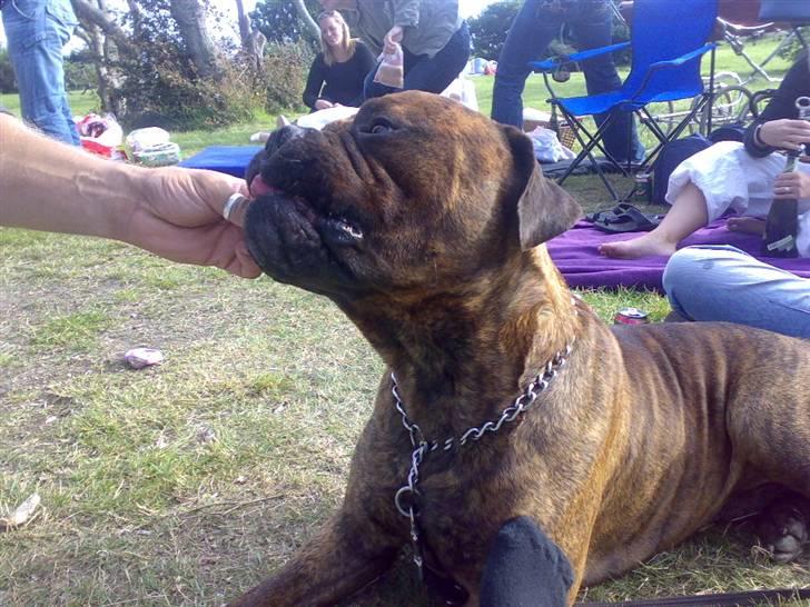 Bullmastiff Hugxi billede 13