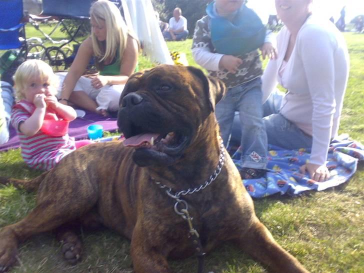 Bullmastiff Hugxi billede 14