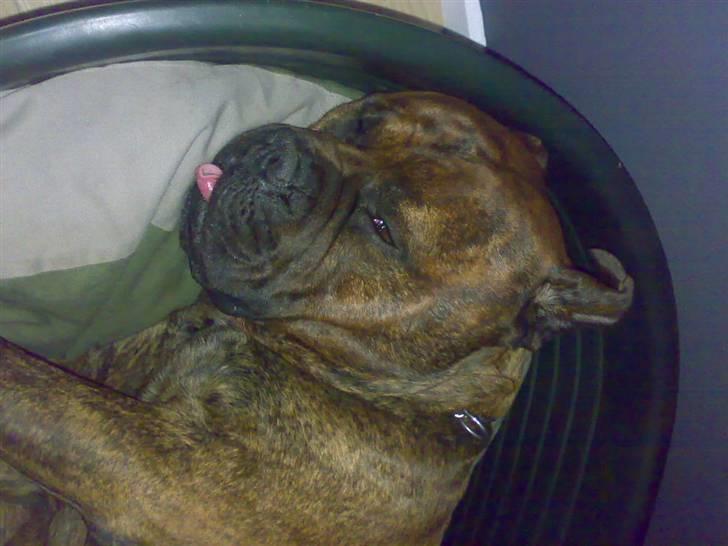 Bullmastiff Hugxi billede 15